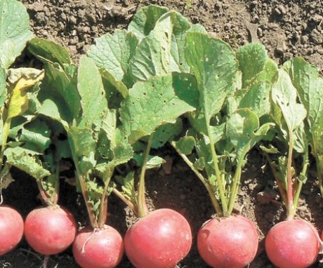Pests and diseases of radish