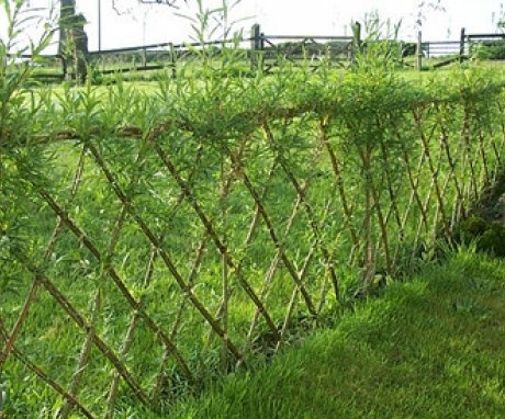 Výhody vrby pro živé ploty