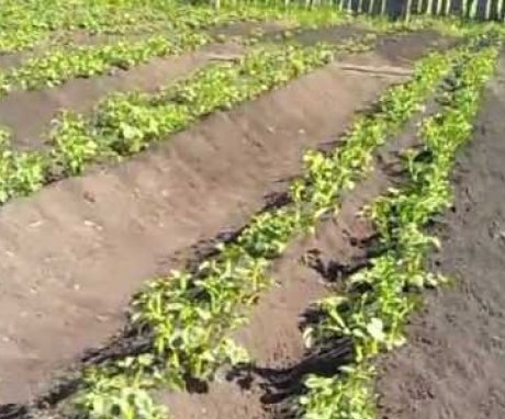 Growing potatoes according to the Meatlider method