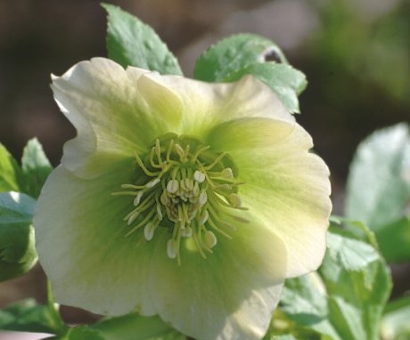 Diseases and pests of hellebore