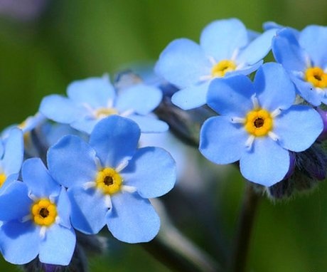Planting forget-me-not swamp