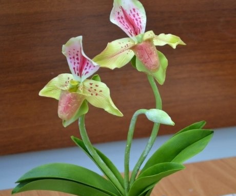 Orchidea gondozó hölgy papucsa