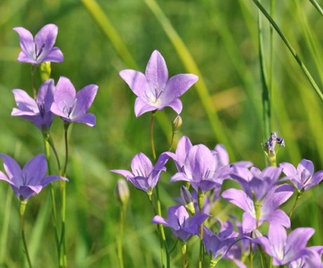 Caring for the meadow bell