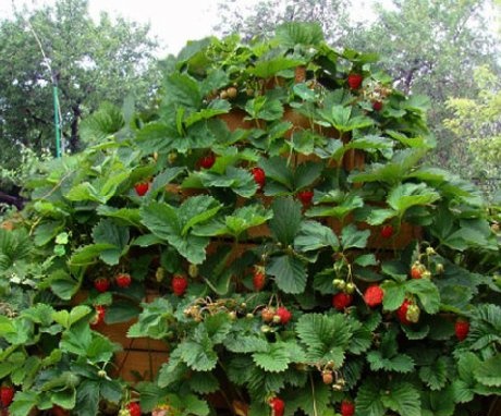 Strawberry planting methods
