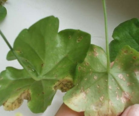 Ivy geranium disease