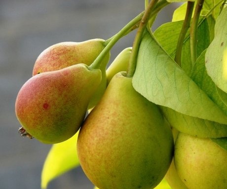 Selection of pear varieties