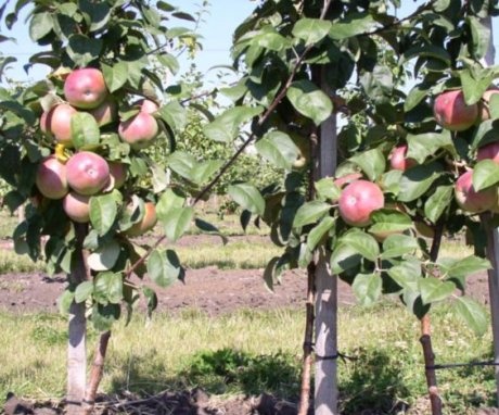 Törpe almafa ültetése