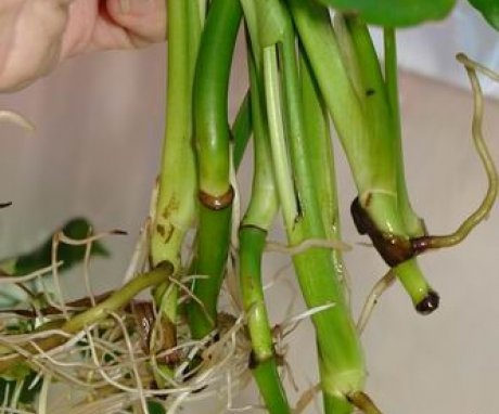 Propagation by cuttings and aerial roots