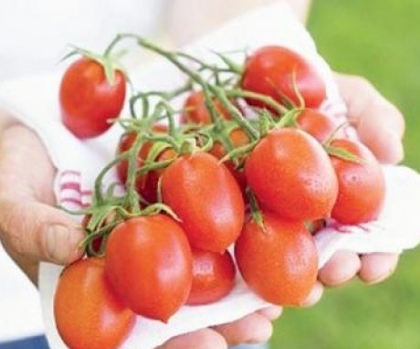 أفضل أنواع الطماطم للزراعة