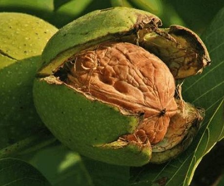 Features of the structure of a walnut