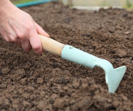 Priprema tla, priprema sjemena i sadnja