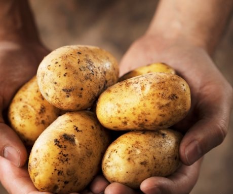 Caracteristici ale tehnologiei de cultivare a cartofului