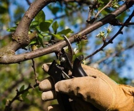 Basic rules for pruning trees