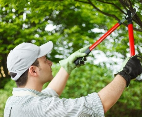 Types and types of tree pruning