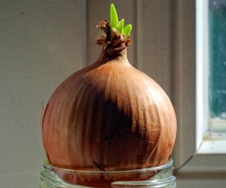 Growing onions in water