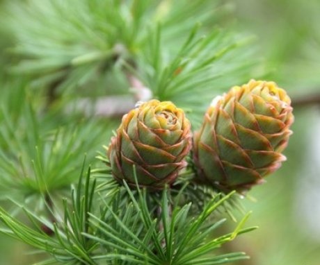 Pine varieties
