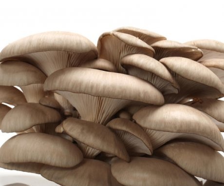 Description of the mushroom oyster mushroom
