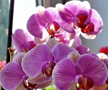 Common varieties of indoor orchids