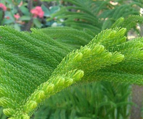 Description of a coniferous plant