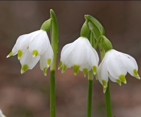 Léčivé vlastnosti bílého květu