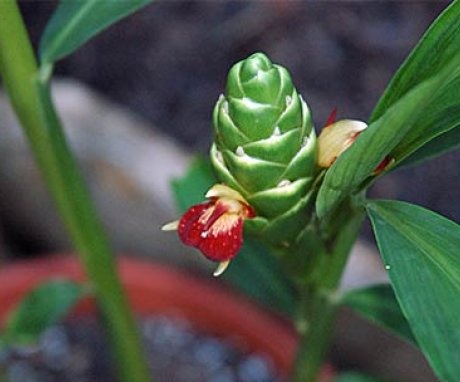 Rules for caring for indoor ginger