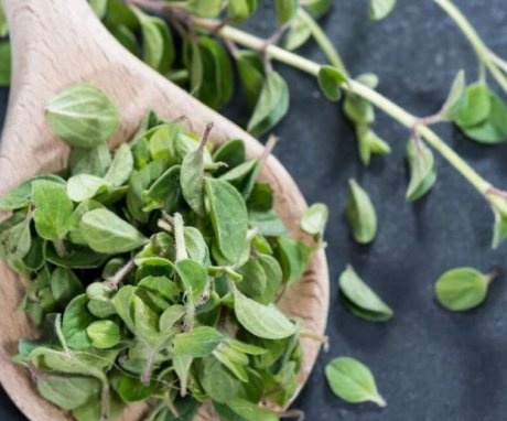 What marjoram contains and what is useful