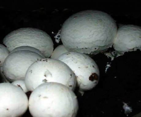 A gombák gondozása az alagsorban