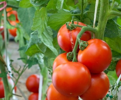 Tall tomato varieties, their best qualities