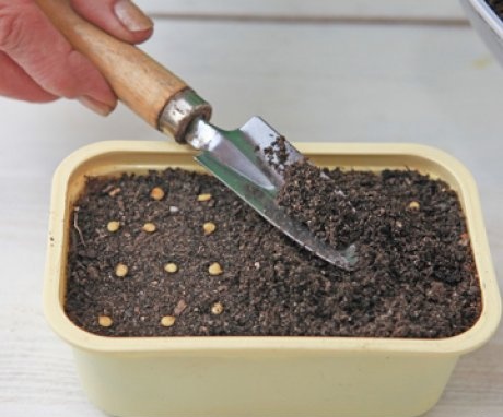 Sowing pepper seeds for seedlings