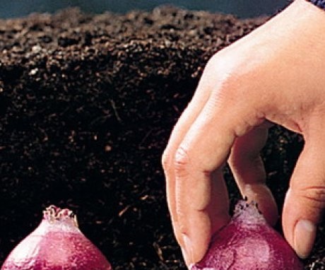 Planting hyacinth in open ground