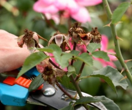 Ha a bokor kialakításának munkáját, a téli felkészülést időben és helyesen végezték el, akkor tavasszal a bokor buja virágok illatát adja.