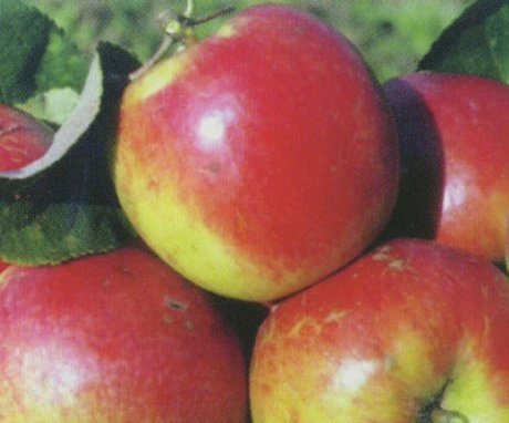 سقي وتغذية ورعاية الخريف لشجرة التفاح