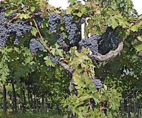 Reasons for neglect of grapes?