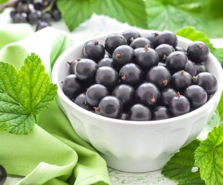 Useful properties and use of currants