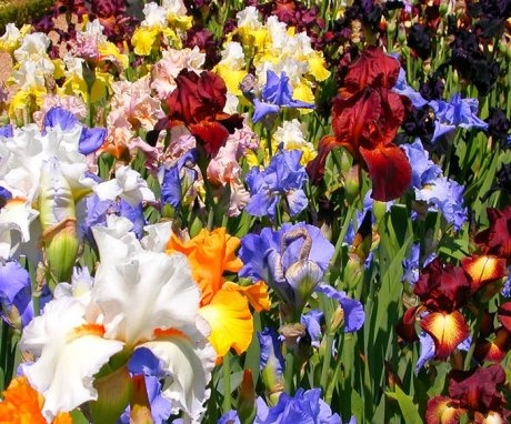 Storage and planting of Dutch irises