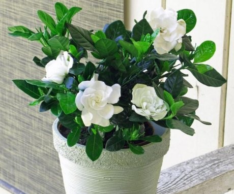 Gardenia - condiții de creștere, îngrijire