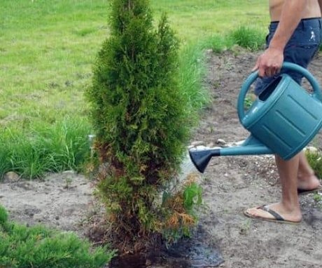 How to properly care for the root system of a thuja?