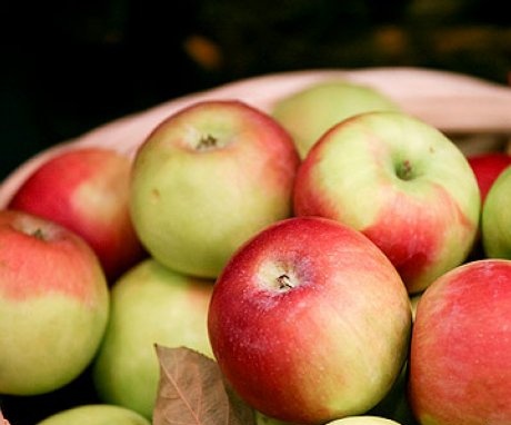 Winter varieties of apple trees for the Moscow region