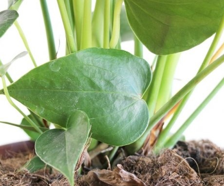 Planting and transplanting anthurium