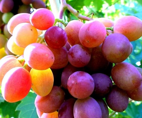 Early varieties of frost-resistant grapes