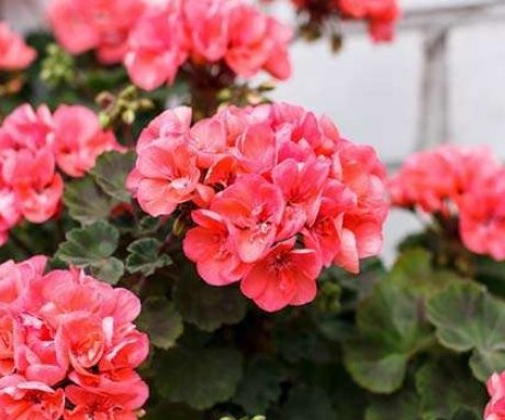Do geraniums need pruning and why?