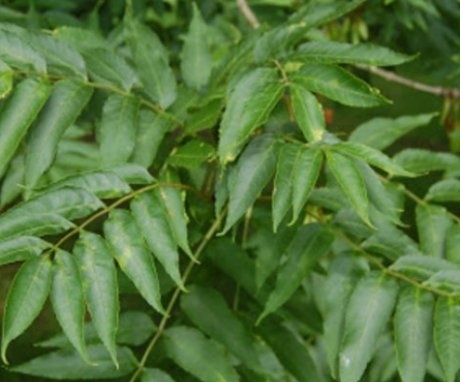 Features of narrow-leaved ash