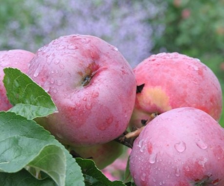 Odrůda Apple Orlik