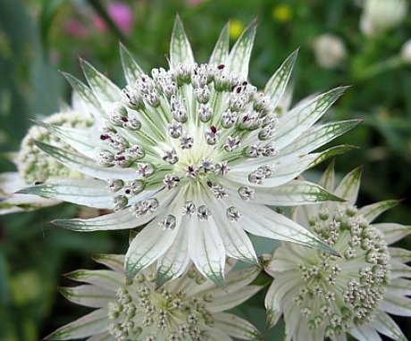 Astrantia is large