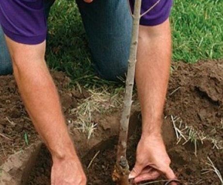 The best way to propagate an apple tree