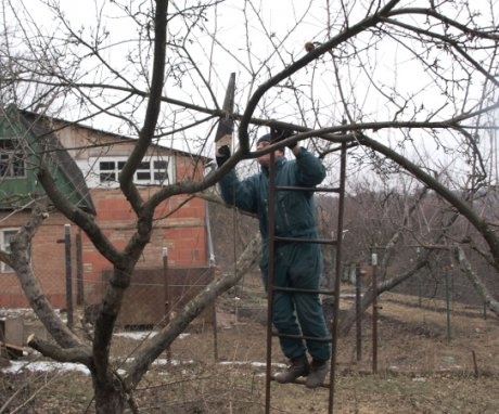 Az idősebb almafák metszése a fiatalítás érdekében