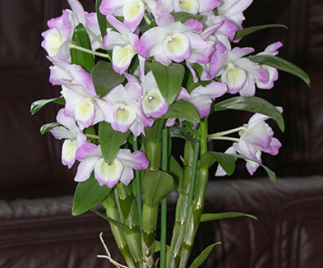 Dendrobium orhideja