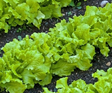 Saláta termesztése