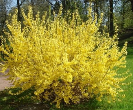 Conditions for growing forsythia