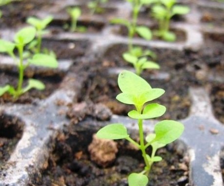 Pěstování ze semen